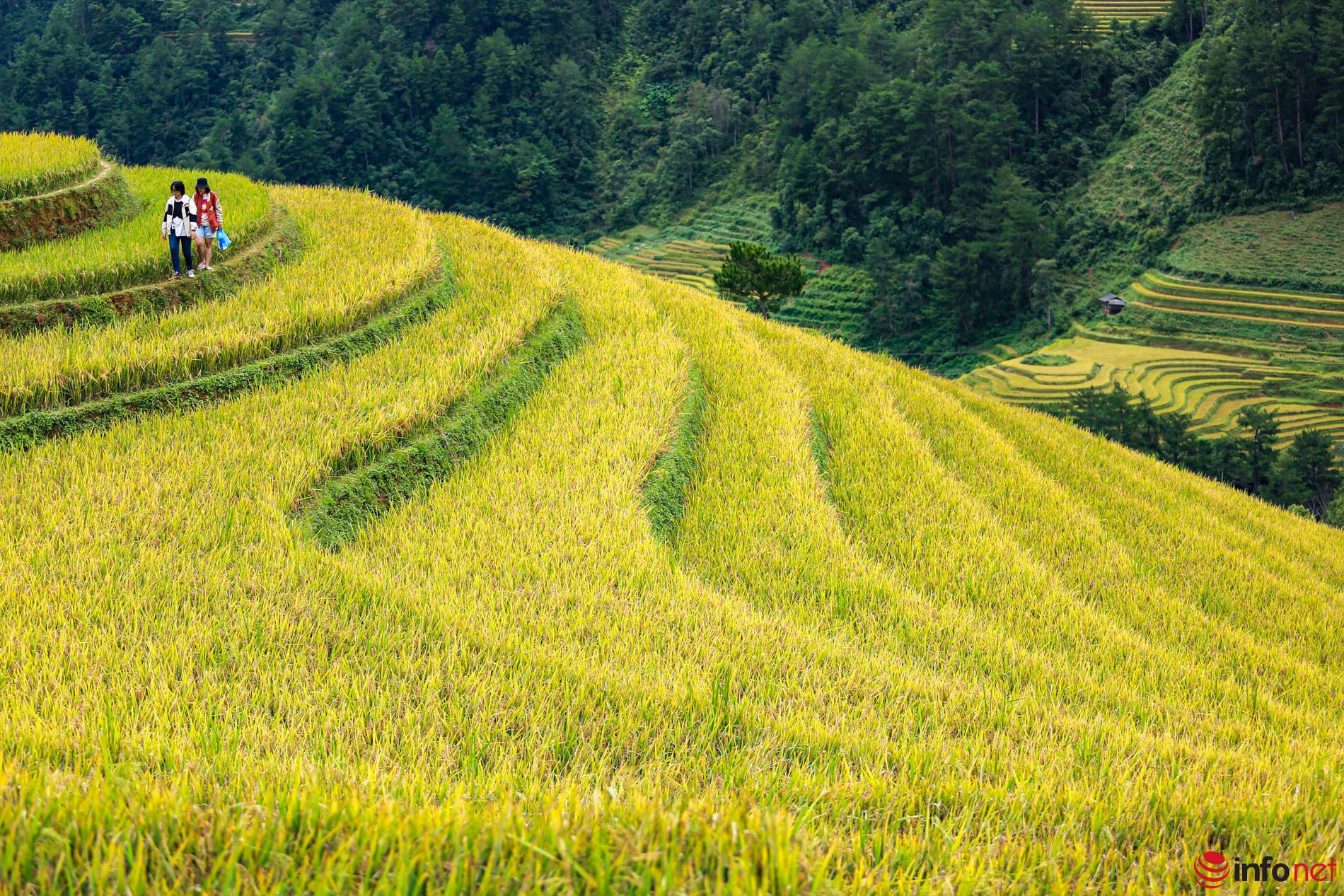 Punjab rice paddy during harvest season with ripened 1121 Basmati crop